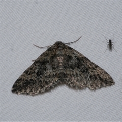 Aponotoreas dascia (Dascia Carpet (Larentiinae)) at Freshwater Creek, VIC - 15 Apr 2020 by WendyEM