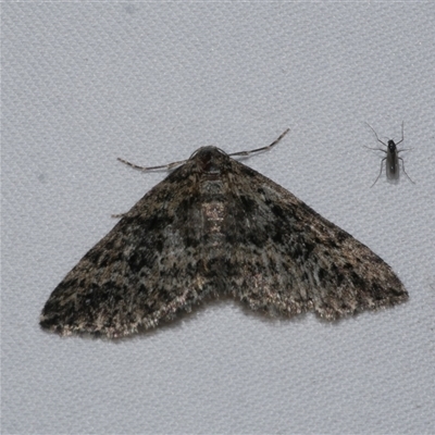 Aponotoreas dascia (Dascia Carpet (Larentiinae)) at Freshwater Creek, VIC - 15 Apr 2020 by WendyEM
