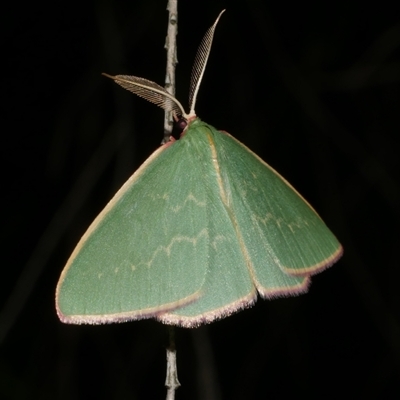 Chlorocoma undescribed species MoVsp3 (An Emerald moth) at Freshwater Creek, VIC - 15 Apr 2020 by WendyEM