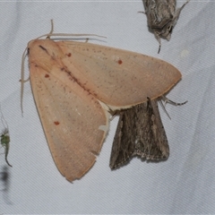 Plesanemma fucata (Lemon Gum Moth) at Freshwater Creek, VIC - 15 Apr 2020 by WendyEM