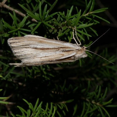 Ciampa arietaria (Brown Pasture Looper Moth) at Freshwater Creek, VIC - 15 Apr 2020 by WendyEM