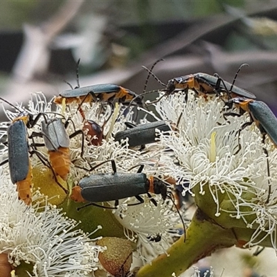 Chauliognathus lugubris (Plague Soldier Beetle) at Acton, ACT - 4 Dec 2024 by HappyWanderer