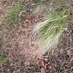 Nassella trichotoma (Serrated Tussock) at Hackett, ACT - 4 Dec 2024 by abread111