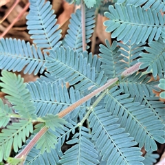 Acacia baileyana (Cootamundra Wattle, Golden Mimosa) at Hackett, ACT - 5 Dec 2024 by abread111