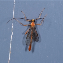 Dicamptus fuscicornis (Ichneumon wasp) at Higgins, ACT - 3 Dec 2024 by AlisonMilton