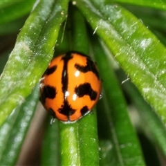 Coccinella transversalis (Transverse Ladybird) at Latham, ACT - 2 Dec 2024 by AlisonMilton