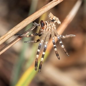 Neosparassus calligaster at Latham, ACT - 2 Dec 2024