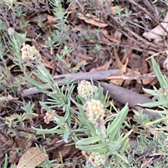 Lavandula stoechas (Spanish Lavender or Topped Lavender) at Hackett, ACT - 4 Dec 2024 by abread111