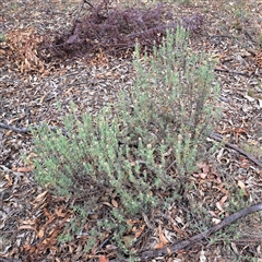 Lavandula stoechas at Hackett, ACT - 5 Dec 2024