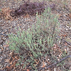 Lavandula stoechas at Hackett, ACT - 5 Dec 2024