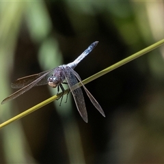 Orthetrum caledonicum (Blue Skimmer) at Macgregor, ACT - 2 Dec 2024 by AlisonMilton