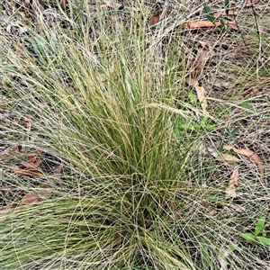 Nassella trichotoma (Serrated Tussock) at Hackett, ACT by abread111