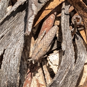 Coryphistes ruricola at Latham, ACT by AlisonMilton