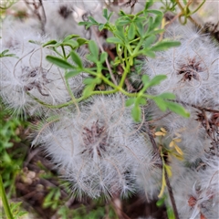 Clematis leptophylla (Small-leaf Clematis, Old Man's Beard) at Watson, ACT - 5 Dec 2024 by abread111