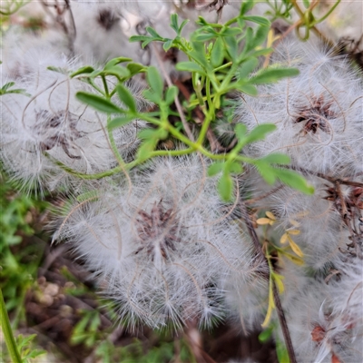 Clematis leptophylla (Small-leaf Clematis, Old Man's Beard) at Watson, ACT - 4 Dec 2024 by abread111