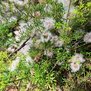 Clematis leptophylla at Watson, ACT - 5 Dec 2024 10:29 AM