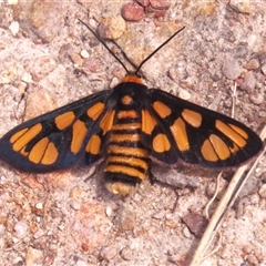 Amata (genus) (Handmaiden Moth) at Tharwa, ACT - 4 Dec 2024 by JohnBundock