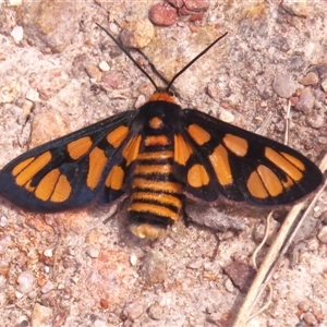 Amata (genus) (Handmaiden Moth) at Tharwa, ACT by JohnBundock