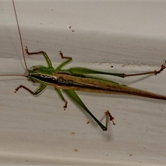 Conocephalus semivittatus (Meadow katydid) at Higgins, ACT - 1 Dec 2024 by AlisonMilton