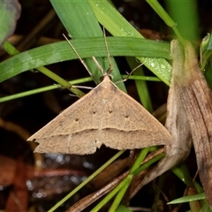 Epidesmia hypenaria (Long-nosed Epidesmia) at Higgins, ACT - 30 Nov 2024 by AlisonMilton