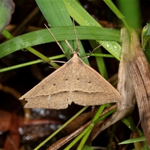 Epidesmia hypenaria (Long-nosed Epidesmia) at Higgins, ACT by AlisonMilton