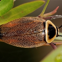 Ellipsidion australe (Austral Ellipsidion cockroach) at Higgins, ACT - 1 Dec 2024 by AlisonMilton