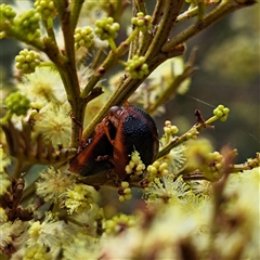 Dicranosterna immaculata (Acacia leaf beetle) at Watson, ACT - 5 Dec 2024 by abread111