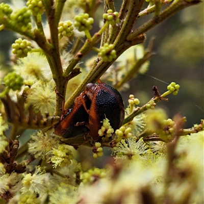 Dicranosterna immaculata (Acacia leaf beetle) at Watson, ACT - 4 Dec 2024 by abread111