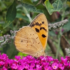 Heteronympha merope (Common Brown Butterfly) at Braidwood, NSW by MatthewFrawley