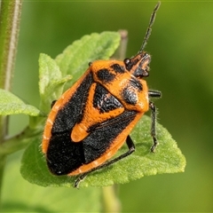 Agonoscelis rutila (Horehound bug) at Higgins, ACT - 30 Nov 2024 by AlisonMilton