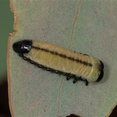 Paropsisterna cloelia (Eucalyptus variegated beetle) at Scullin, ACT - 1 Dec 2024 by AlisonMilton