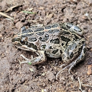 Limnodynastes tasmaniensis at Braidwood, NSW - 5 Dec 2024