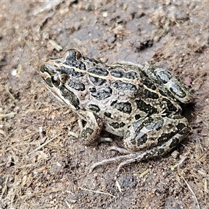 Limnodynastes tasmaniensis at Braidwood, NSW - 5 Dec 2024 03:07 PM