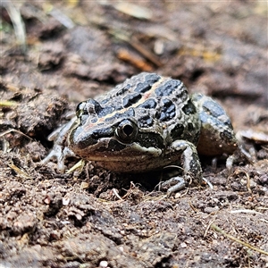 Limnodynastes tasmaniensis at Braidwood, NSW - 5 Dec 2024 03:07 PM