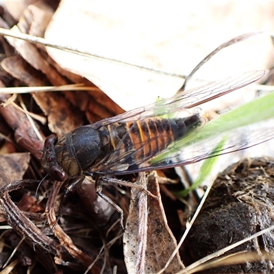 Yoyetta australicta (Southern Ticking Ambertail) at Cook, ACT - 4 Dec 2024 by CathB