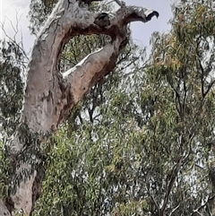 Eucalyptus sp. at Boundary Bend, VIC - 1 Dec 2023 by MB