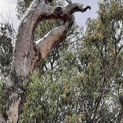 Eucalyptus (genus) (A Gum Tree) at Boundary Bend, VIC - 2 Dec 2023 by MB