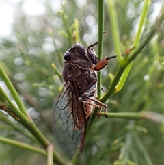 Yoyetta australicta (Southern Ticking Ambertail) at Cook, ACT - 3 Dec 2024 by CathB