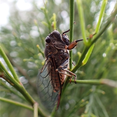 Yoyetta australicta (Southern Ticking Ambertail) at Cook, ACT - 4 Dec 2024 by CathB