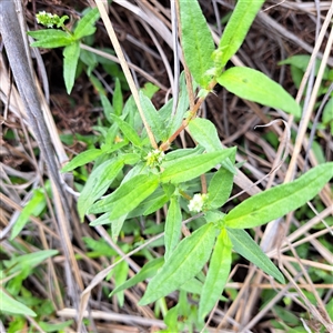 Persicaria prostrata at Watson, ACT - 5 Dec 2024