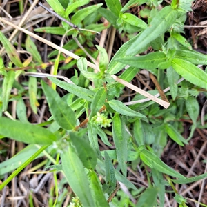 Persicaria prostrata at Watson, ACT - 5 Dec 2024