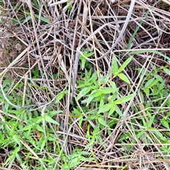 Persicaria prostrata at Watson, ACT - 5 Dec 2024