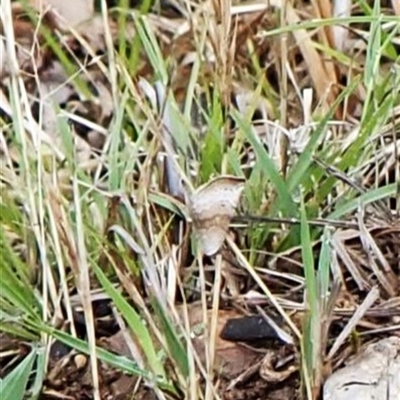 Mataeomera mesotaenia (Large Scale Moth) at Cook, ACT - 4 Dec 2024 by CathB