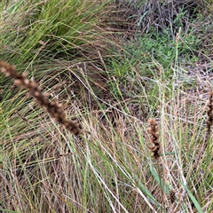 Carex appressa (Tall Sedge) at Watson, ACT - 4 Dec 2024 by abread111