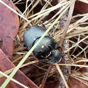 Onthophagus sp. (genus) at Cook, ACT by CathB