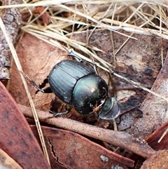 Onthophagus australis at Cook, ACT - 4 Dec 2024 09:00 AM