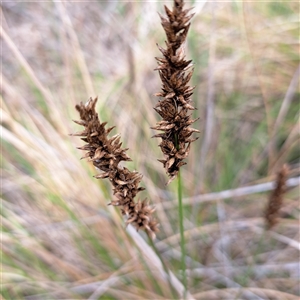 Carex appressa at Watson, ACT - 5 Dec 2024