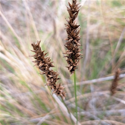 Carex appressa (Tall Sedge) at Watson, ACT - 5 Dec 2024 by abread111