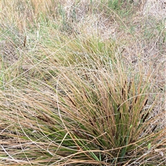 Carex appressa at Watson, ACT - 5 Dec 2024