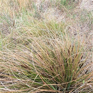 Carex appressa at Watson, ACT - 5 Dec 2024